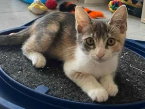 Gato raça Srd idade Abaixo de 2 meses nome Ana