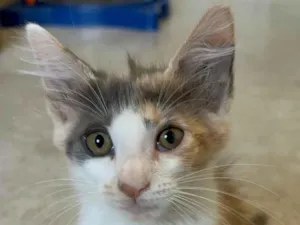 Gato raça Srd idade Abaixo de 2 meses nome Aurora