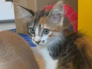 Gato raça Srd idade Abaixo de 2 meses nome Ariel
