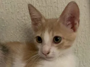 Gato raça Srd idade Abaixo de 2 meses nome Aladim