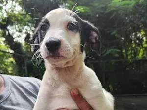 Cachorro raça SRD-ViraLata idade 2 a 6 meses nome Cocada