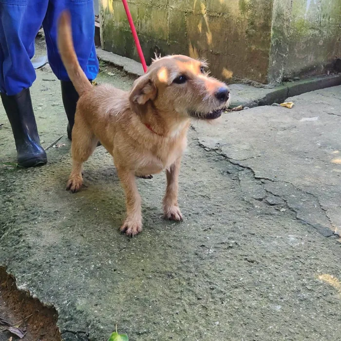 Cachorro ra a SRD-ViraLata idade 3 anos nome Shakira 