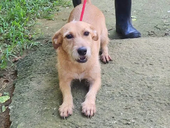 Cachorro ra a SRD-ViraLata idade 3 anos nome Shakira 