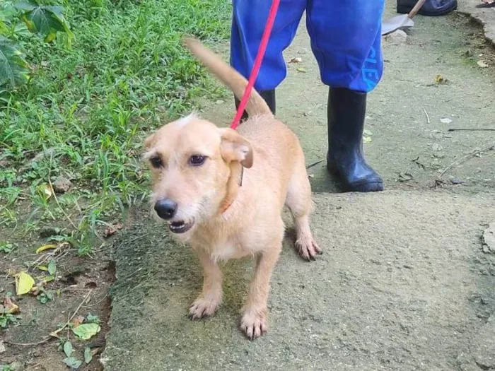 Cachorro ra a SRD-ViraLata idade 3 anos nome Shakira 