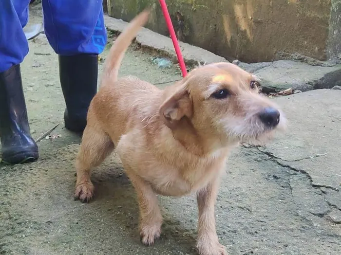 Cachorro ra a SRD-ViraLata idade 3 anos nome Shakira 
