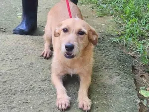 Cachorro raça SRD-ViraLata idade 3 anos nome Shakira 