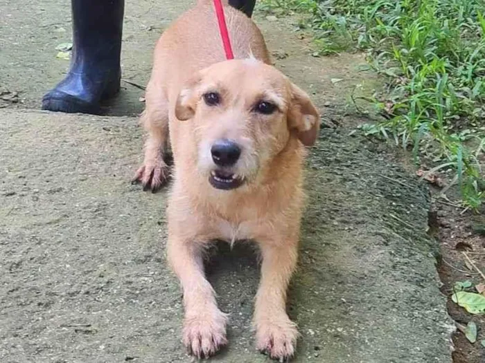 Cachorro ra a SRD-ViraLata idade 3 anos nome Shakira 