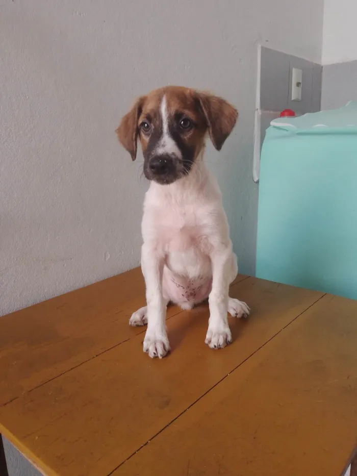 Cachorro ra a Vira Lata idade 2 a 6 meses nome Sem nome