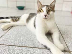 Gato raça SRD-ViraLata idade 1 ano nome Chia