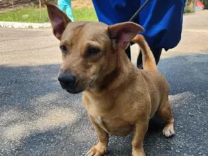 Cachorro raça SRD-ViraLata idade 3 anos nome Joãozinho 