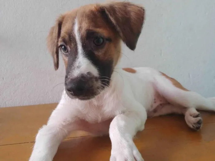 Cachorro ra a Vira Lata idade 2 a 6 meses nome Sem nome