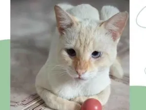 Gato raça SRD-ViraLata idade 2 anos nome RAVI