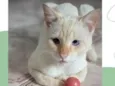 RAVI