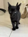 Gato filhote