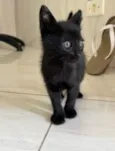 Gato filhote