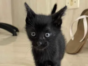 Gato raça SRS idade 2 a 6 meses nome Gato filhote