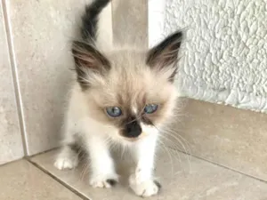 Gato raça SRD-ViraLata idade Abaixo de 2 meses nome Tokyo bb45dias 