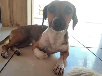 Cachorro raça Fox paulista com Basset  idade 3 anos nome Mel