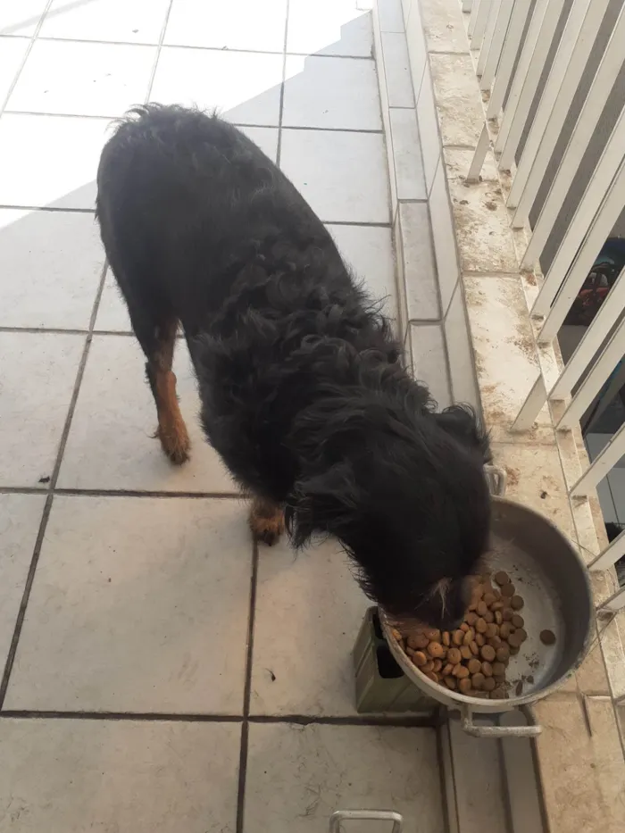 Cachorro ra a Rotwaler com SRD idade 4 anos nome Mayse