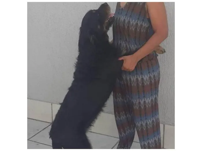 Cachorro ra a Rotwaler com SRD idade 4 anos nome Mayse