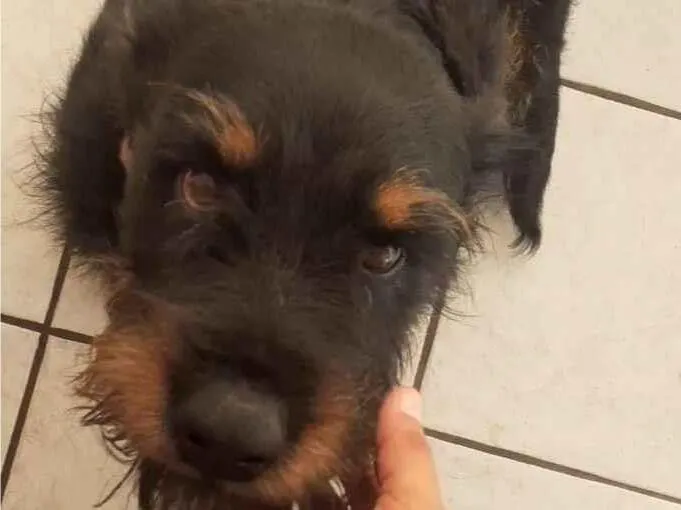 Cachorro ra a Rotwaler com SRD idade 4 anos nome Mayse