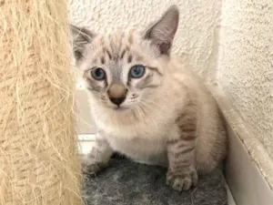 Gato raça SRD-ViraLata idade 2 a 6 meses nome Shiro bb2meses 