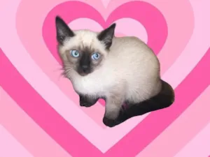 Gato raça Siamêsa  idade 2 a 6 meses nome Vanilla 2meses 