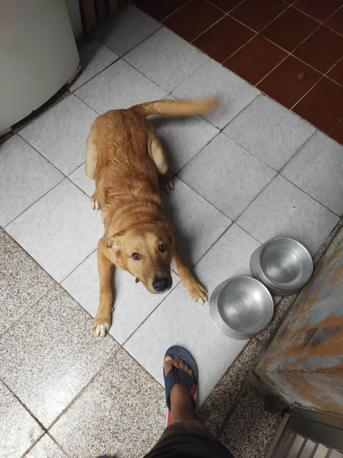 Cachorro ra a Sem raca definida idade 2 anos nome Max