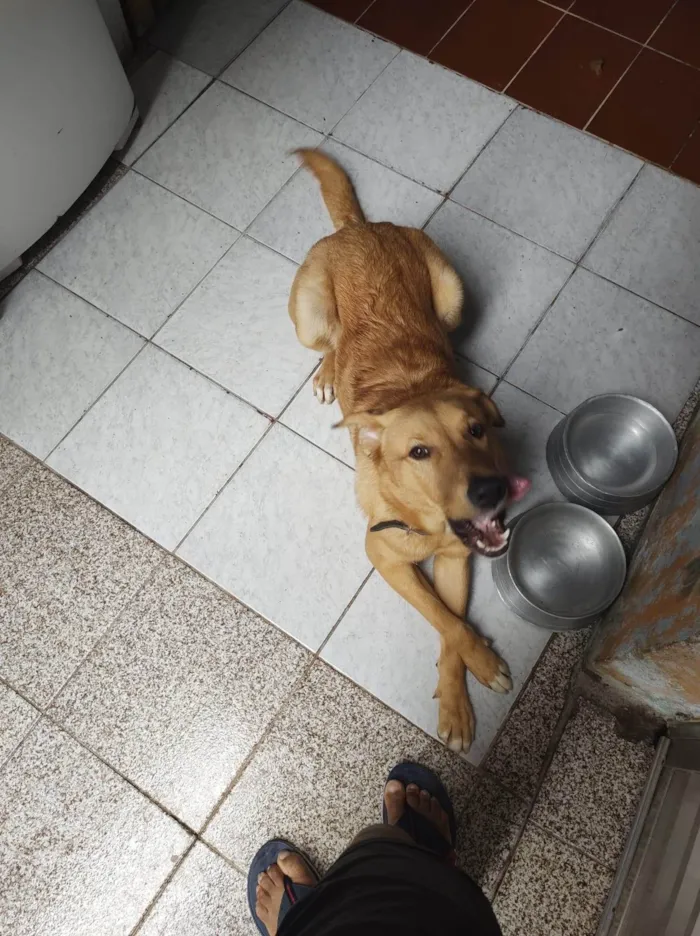 Cachorro ra a Sem raca definida idade 2 anos nome Max