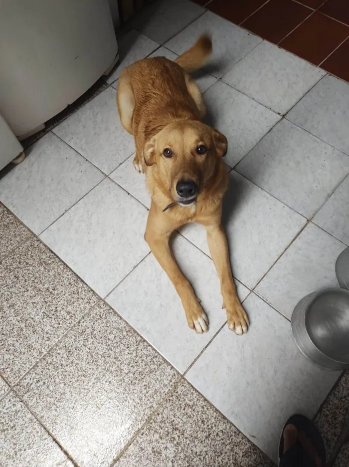 Cachorro ra a Sem raca definida idade 2 anos nome Max