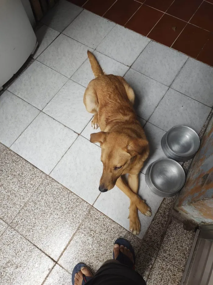 Cachorro ra a Sem raca definida idade 2 anos nome Max