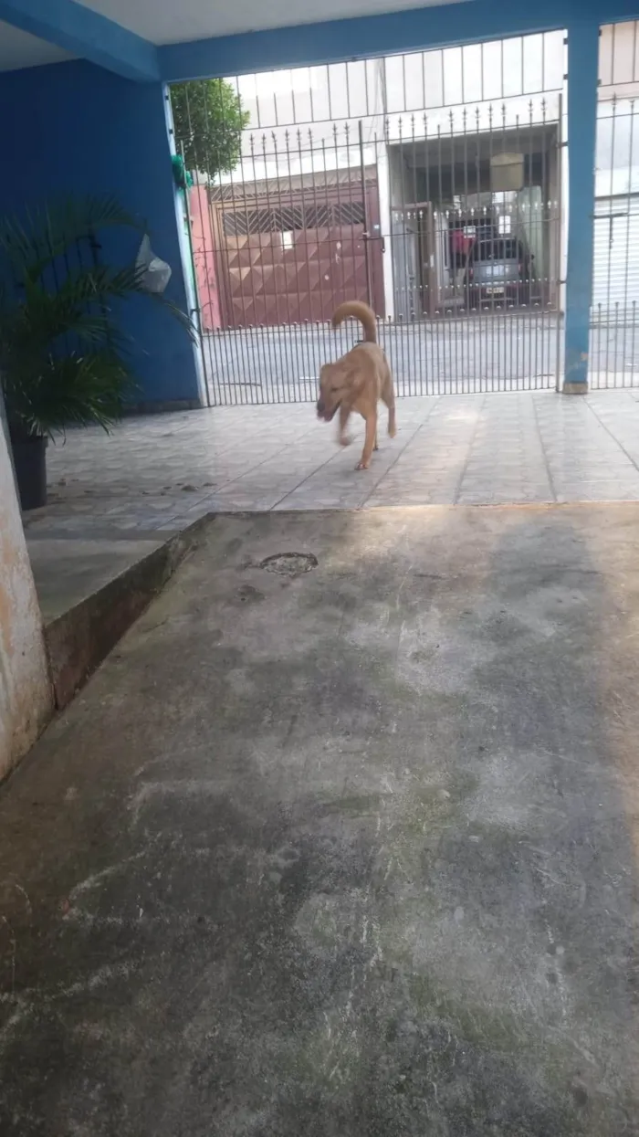 Cachorro ra a Sem raca definida idade 2 anos nome Max