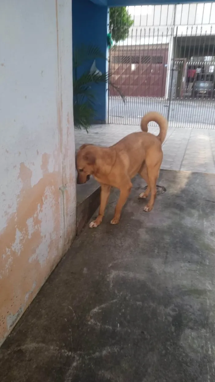 Cachorro ra a Sem raca definida idade 2 anos nome Max