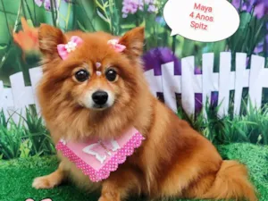 Cachorro raça Spitz idade 4 anos nome maya