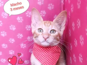 Gato raça SRD-ViraLata idade 2 a 6 meses nome Nino