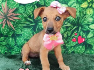 Cachorro raça SRD-ViraLata idade 2 a 6 meses nome belinha