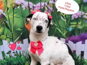 Cachorro raça SRD-ViraLata idade 1 ano nome Lilica