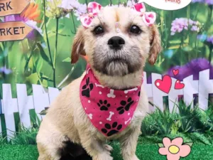 Cachorro raça SRD-ViraLata idade 3 anos nome amora