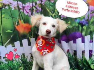 Cachorro raça SRD-ViraLata idade 2 a 6 meses nome DUDU