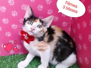 Gato raça SRD-ViraLata idade 2 a 6 meses nome noemia