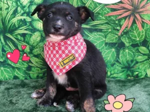 Cachorro raça SRD-ViraLata idade 2 a 6 meses nome capitao