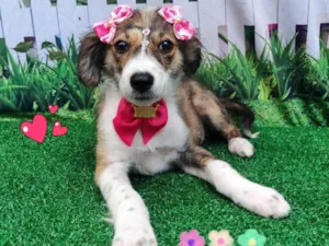 Cachorro raça SRD-ViraLata idade 2 a 6 meses nome ameixa