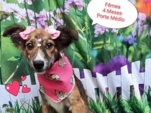 Cachorro raça SRD-ViraLata idade 2 a 6 meses nome menina