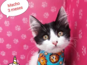 Gato raça SRD-ViraLata idade 2 a 6 meses nome menino
