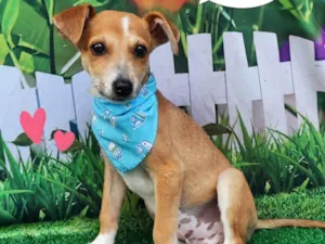Cachorro raça SRD-ViraLata idade 2 a 6 meses nome harry