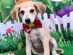 Cachorro raça SRD-ViraLata idade 2 a 6 meses nome tiago