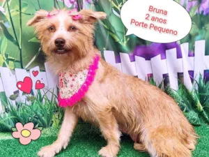 Cachorro raça SRD-ViraLata idade 2 anos nome Bruna