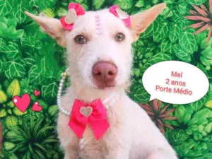Cachorro raça SRD-ViraLata idade 2 anos nome mel