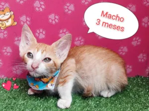 Gato raça SRD-ViraLata idade 2 a 6 meses nome zen