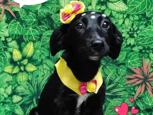 Cachorro raça SRD-ViraLata idade 2 a 6 meses nome olivia
